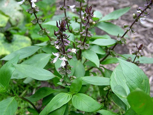 Loại rau gia vị có khả năng ngừa đột quỵ, bảo vệ tim, phòng sỏi thận mà ai cũng nên ăn