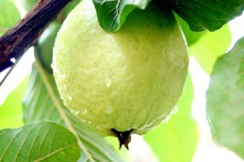 Công thức giảm cân với quả ổi bạn đã biết