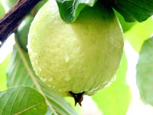 Công thức giảm cân với quả ổi bạn đã biết
