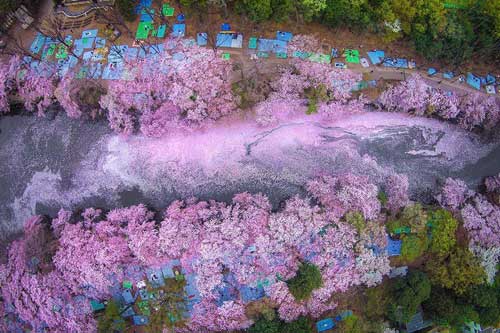 Ngỡ như lạc vào xứ sở thần tiên trong mùa hoa anh đào Nhật Bản