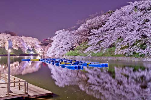 Nhật Bản ngập tràn sắc hồng mùa hoa anh đào bung nở