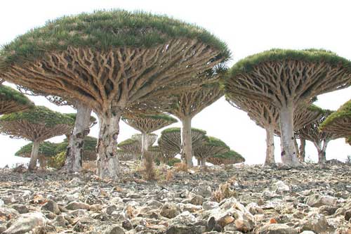 Khám phá Socotra - Hòn đảo được ví như hành tinh khác trên trái đất