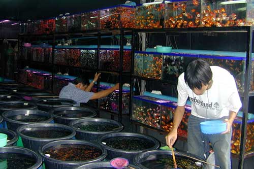 Khám phá bên trong chợ cá triệu đô tại Bangkok