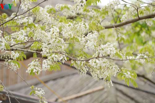 Hà Nội mỏng manh những cánh hoa sưa đầu mùa