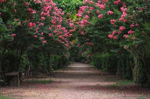 Lạc vào “khu vườn cổ tích” rực rỡ sắc hồng tường vi ở Hà Nội