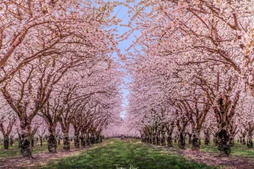 Khung cảnh mùa xuân ở đâu đẹp nhất trên hành tinh này?