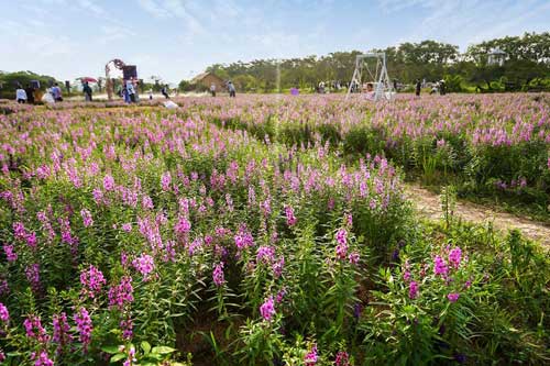 Thảo nguyên hoa tuyệt đẹp để chụp ảnh cưới giữa Hà Nội