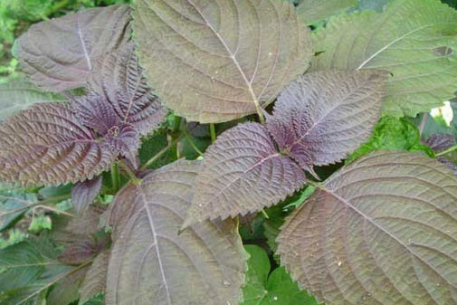 4 cách làm đẹp da bằng lá tía tô