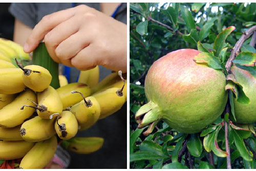 10 loại quả rẻ tiền rất giàu sắt, người bị thiếu máu, hay chóng mặt nhức đầu nên ăn