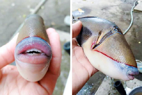 13 bức ảnh thú vị giúp bạn có thể mở mang đầu óc và tầm hiểu biết của mình