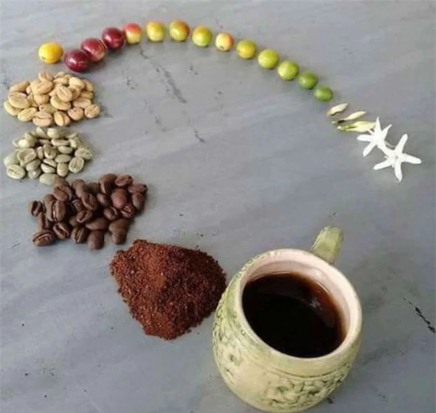   Vòng đời của cà phê  