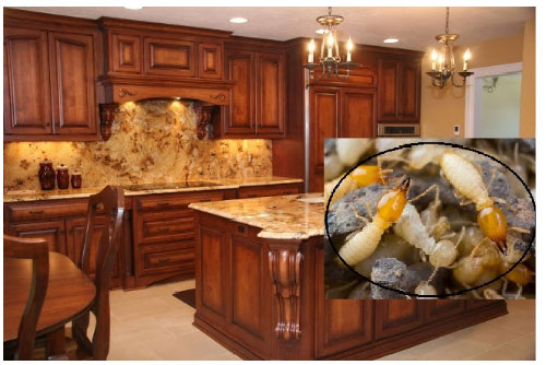 Cách xử lý mối mọt cho tủ bếp gỗ