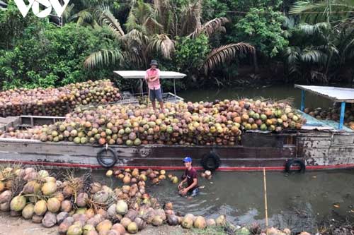 Dừa xiêm xanh đạt giá cao nhất trong vòng một năm qua