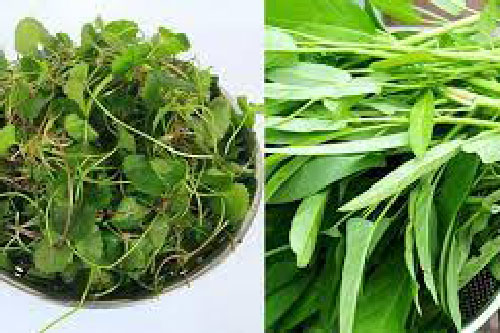 6 loại rau có tính mát, thanh nhiệt giải độc rất tốt vào mùa hè nóng nực