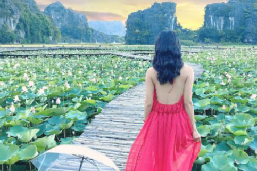 Đẹp lụi tim con đường gỗ giữa cánh đồng sen đang nở rộ ở Ninh Bình
