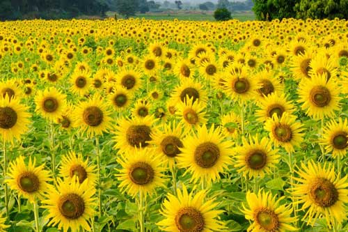 “Lạc trôi” trên những cánh đồng hoa đẹp như trong truyện cổ tích