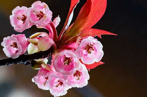 Man mác đào Chuông cuối mùa trên đỉnh Bà Nà