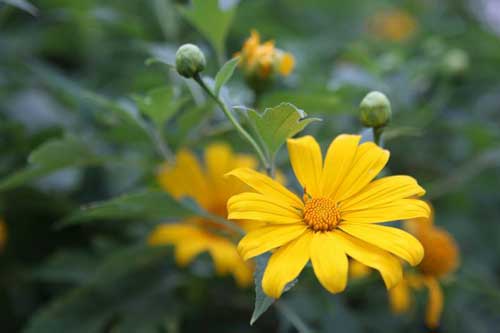 Hoa Dã Quỳ 'thắp sáng' một góc trời Ba Vì, Hà Nội