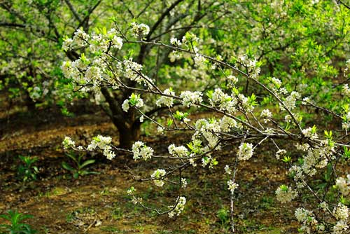 Đẹp nao lòng hoa mận nở trắng núi rừng Tây Bắc