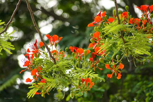 Tháng Năm, bâng khuâng mùa phượng đỏ