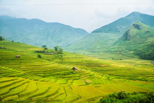 Mù Cang Chải rực rỡ trong mùa vàng