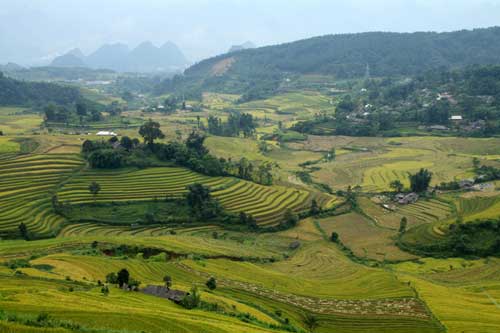 Rộn rã mùa vàng dưới thung lũng Hoàng Liên Sơn