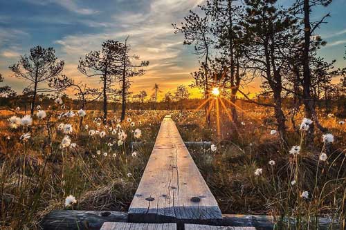 Những bức ảnh chứng minh khu rừng cổ tích ở Phần Lan là có thật