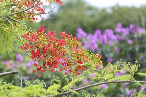 Ngắm bằng lăng, phượng vĩ rực nở trên miền đất lịch sử Điện Biên