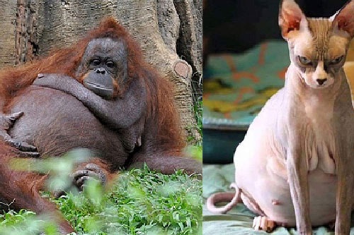 21 bức ảnh động vật khi mang bầu, 'quạu thì có quạu' nhưng vẫn dễ thương hết nấc