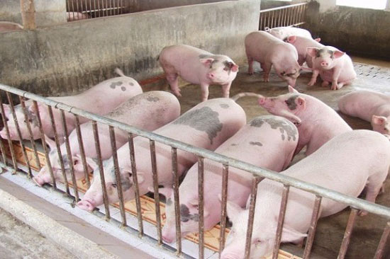 Giá lợn hơi giảm sâu