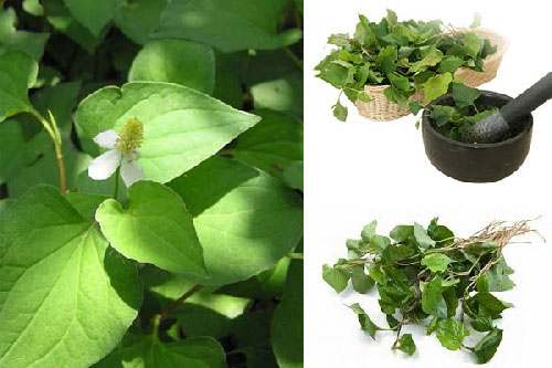 Bí mật về loại rau tiêu diệt ký sinh trùng, chống ung thư có trong vườn của người Việt