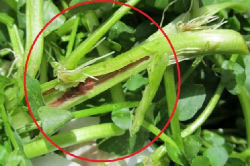 Bác sĩ cảnh báo 5 loại rau chứa đầy ấu trùng sán, bạn nên cẩn thận khi ăn hàng ngày