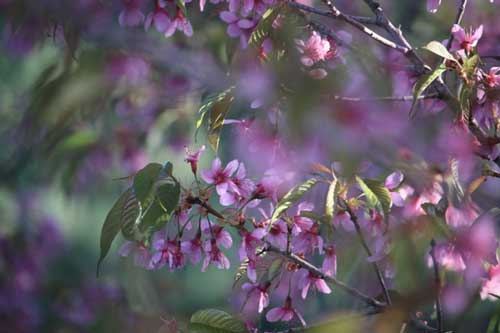 Ngắm hoa anh đào nở trái mùa đẹp rực rỡ giữa mùa đông ở Vân Nam