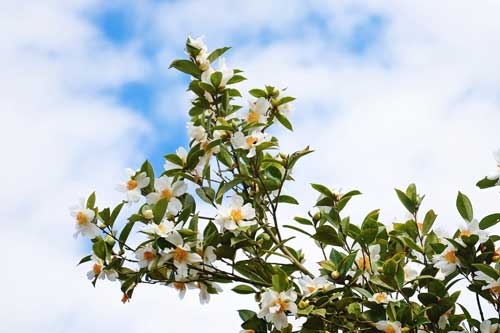 Ngắm hoa sở nở trắng rừng nơi vùng biên giới Quảng Ninh