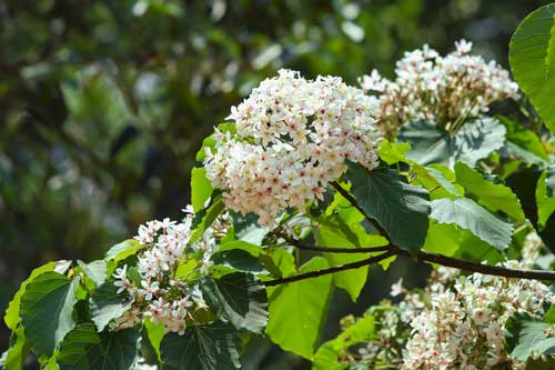 Mãn nhãn ngắm rừng hoa Trẩu trắng muốt nơi cực Tây Tổ quốc