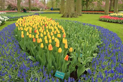 Vẻ quyến rũ mê hoặc của thiên đường hoa Keukenhof, Hà Lan