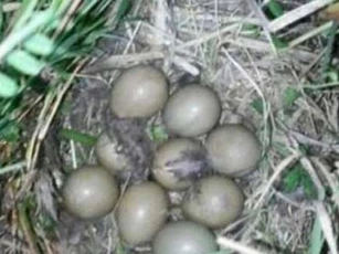 Nhặt được ổ trứng mang về cho gà nhà ấp, một tuần sau, người phụ nữ không khỏi phiền não khi trứng nở ra những con vật này
