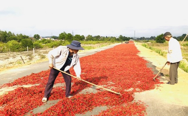 Quảng Ngãi: Ruộng ớt chín đỏ bị bỏ mặc, mắt người nông dân "cay xè"!