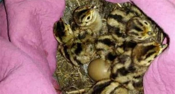 Nhặt được ổ trứng mang về cho gà nhà ấp, một tuần sau, người phụ nữ không khỏi phiền não khi trứng nở ra những con vật này - Ảnh 2.