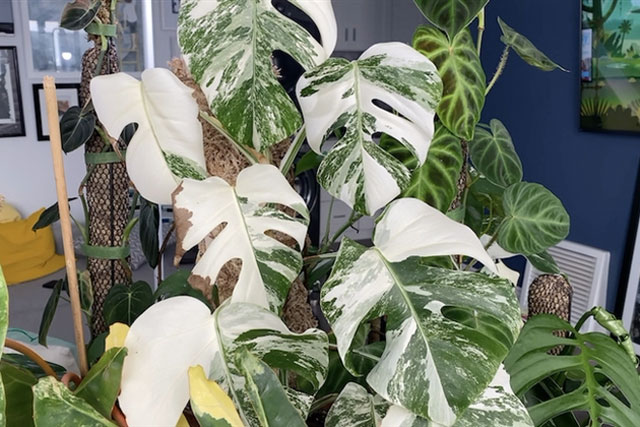 Thú chơi cây cảnh được định giá tiền tỷ mỗi lá