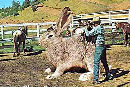 Tại sao không có con thỏ to bằng con bò? Hóa ra đáp án lại rắc rối hơn bạn tưởng rất nhiều