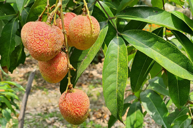 Người trồng vải lên phương án tiêu thụ trong mùa dịch