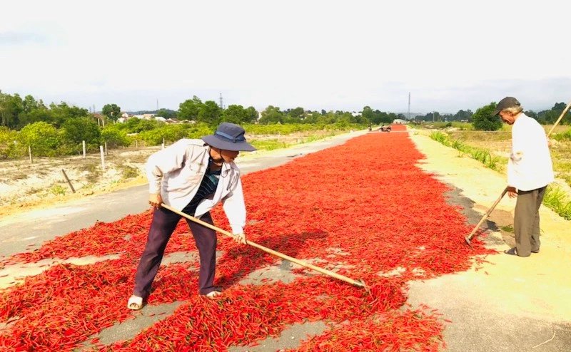 Người dân phơi ớt ở đoạn đường Trì Bình - Dung Quất (xã Bình Nguyên, huyện Bình Sơn, tỉnh Quảng Ngãi) Người dân phơi ớt ở đoạn đường Trì Bình - Dung Quất (xã Bình Nguyên, huyện Bình Sơn, tỉnh Quảng Ngãi)