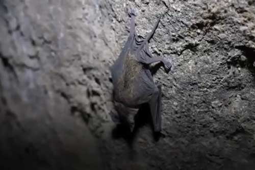 Clip: Kiếm hàng triệu USD nhờ thu hoạch phân dơi ở Thái Lan