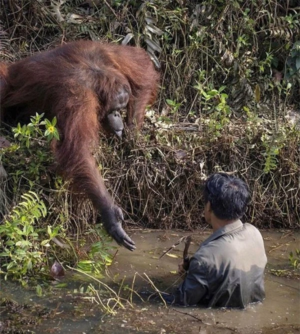  Người đàn ông đang dọn sạch khu vực rừng bảo tồn với sự giúp đỡ của một con đười ươi. 