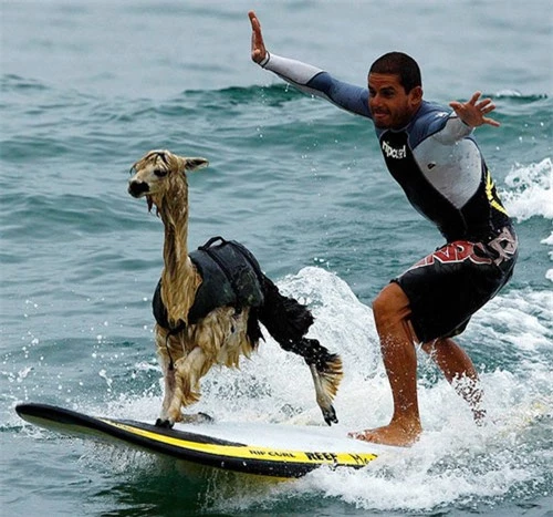  Với một số loài động vật môn thể thao lướt ván chỉ là chuyện nhỏ. 
