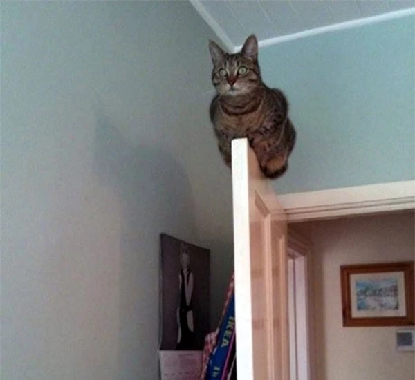  Một bằng chứng khẳng định khả năng giữ thăng bằng đỉnh cao của loài mèo. 