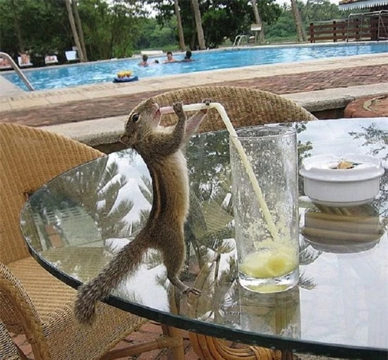  Sóc chuột cũng rất lịch sự, uống bằng ống hút như con người. 
