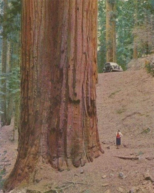   Cây Sequoia, trong Vườn quốc gia Sequoia ở California (Hoa Kỳ) là cây đơn thân lớn nhất thế giới hiện nay, nếu tính theo thể tích.  