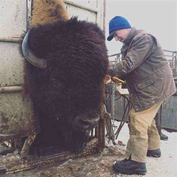   Bò rừng Bison đực trưởng thành có thể có chiều dài thân lên đến 3,5m, chiều cao vai khoảng 1,8m và trọng lượng lên đến 1,27 tấn.  